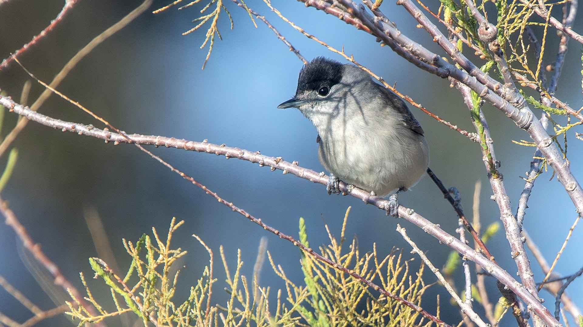 Eurasian Blackcap